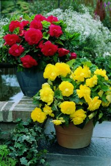 Mixborder в градината