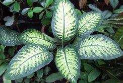 Dieffenbachia