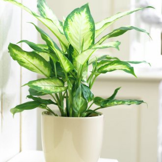 Dieffenbachia