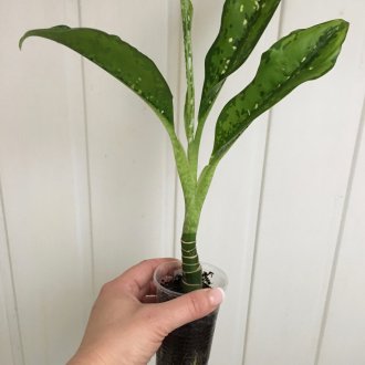 Dieffenbachia