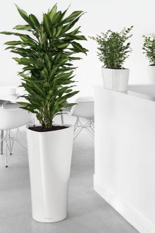 Plantador