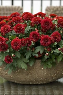 декоративна саксия