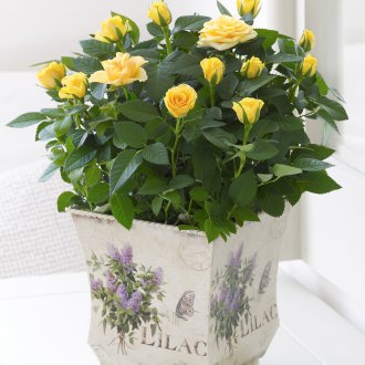 Слайд за стена в Прованс