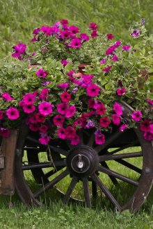 декоративна саксия