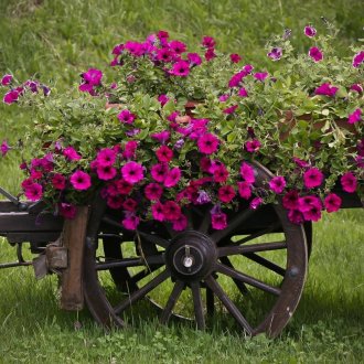 Количка в градината