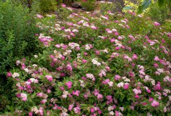 Japanese Spirea