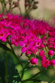 Клонове в декора на селска къща