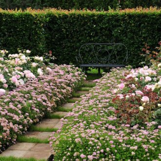 Японска спирея