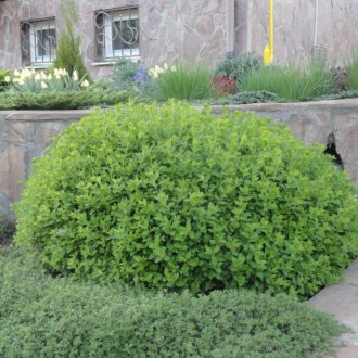 Японска спирея