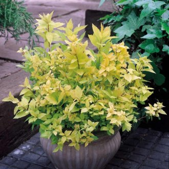 Японска спирея