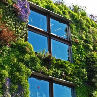 Японска спирея