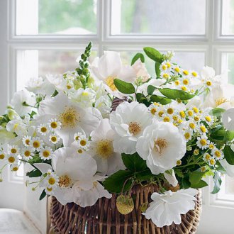 Традесканция на перваза на прозореца