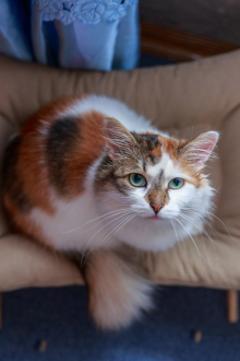 Хамак за котка