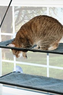 Хамак за котка