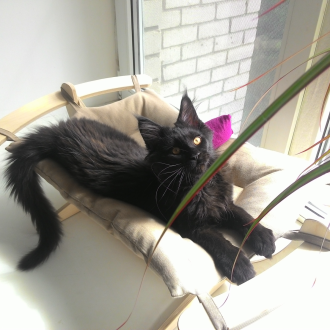 Хамак за котка