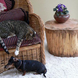 Интериор на всекидневната в стил Прованс