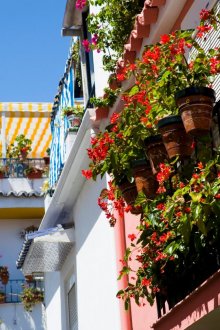 Цветя в керамични саксии на балкона