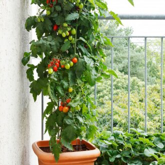 Доматено дърво на балкона