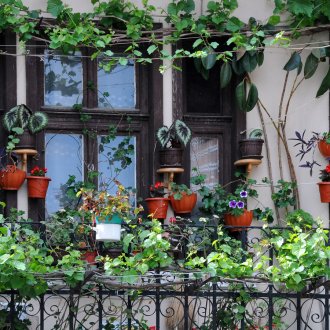 Катерещи растения на балкона