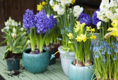 Hyacinth on the balcony