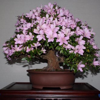 Azalea Bonsai