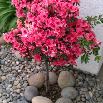 Pokok Azalea