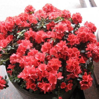 Кашпо от дърво