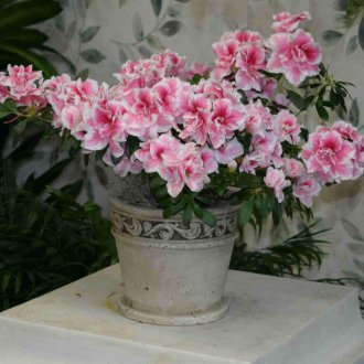 Светли керамични плочки