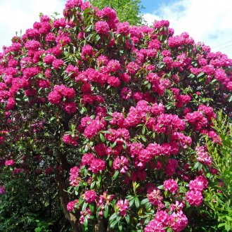 Дървена ограда в градината