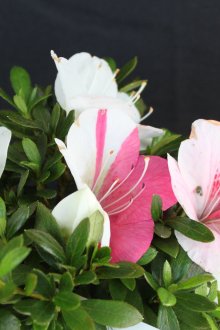 Japanese-style white curtains