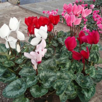 Японска дюля в градината