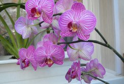 Phalaenopsis di balkoni