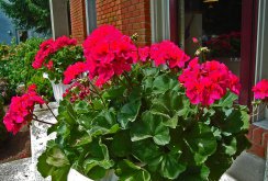 Pelargonium on the balcony