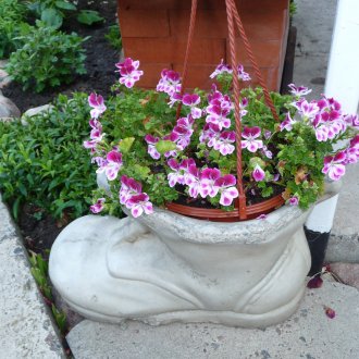 Пеларгоний в гипсокартон