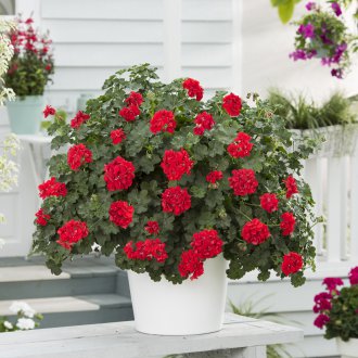 Пеларгоний от Тоскана