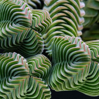 Crassula 