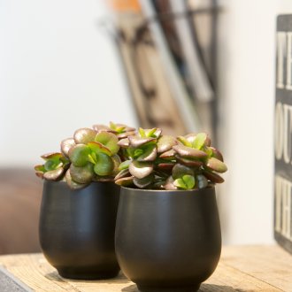 Crassula във вътрешността на коридора