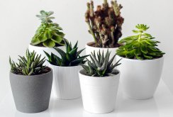 Succulents dalam pedalaman putih