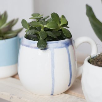 Сукуленти в чаша