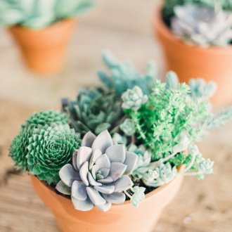 Сукуленти в интериора