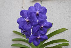 Orchid Wanda on the balcony