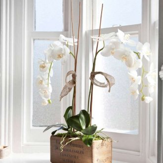 Орхидея Ванда на перваза на прозореца