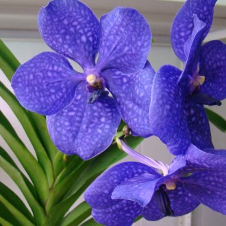 Орхидея Ванда