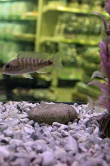 Аквариум грунд от бял мрамор