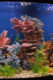 Декоративни аквариумни корали