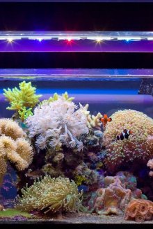 Декор за морски аквариум