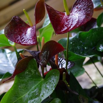 Антуриум Андре