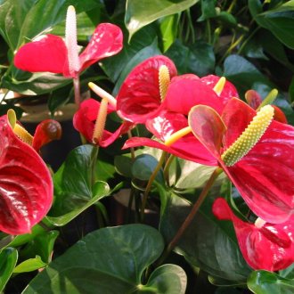 Anthurium