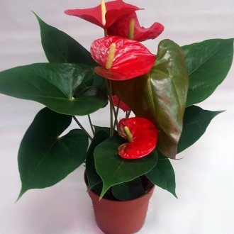 Дизайн на килера за дома