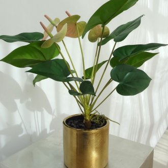 Антуриум в златен съд